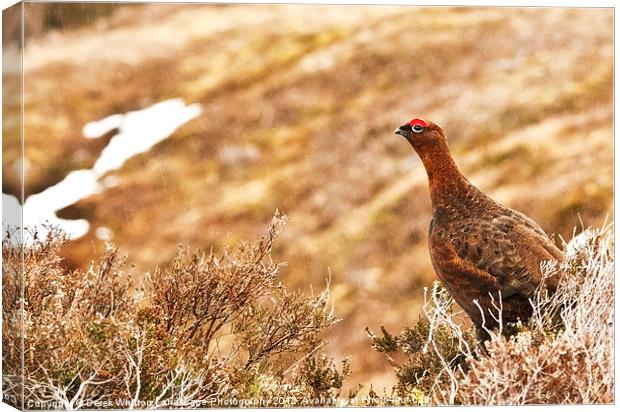 Red Grouse Male Canvas Print by Derek Whitton