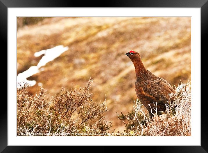 Red Grouse Male Framed Mounted Print by Derek Whitton