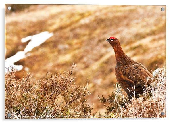 Red Grouse Male Acrylic by Derek Whitton