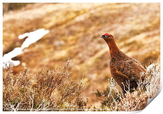 Red Grouse Male Print by Derek Whitton