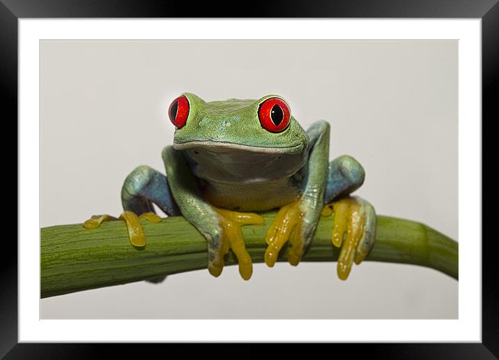 Mr Red Eye Framed Mounted Print by Val Saxby LRPS