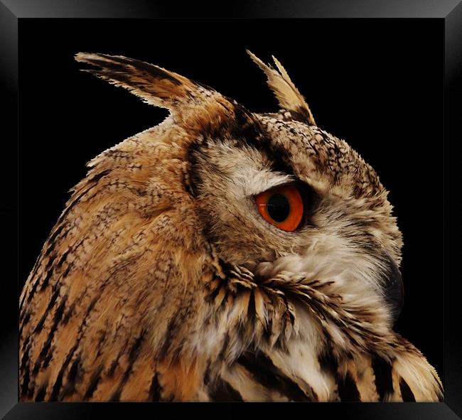 Proud Eagle Owl Framed Print by carol mcrae