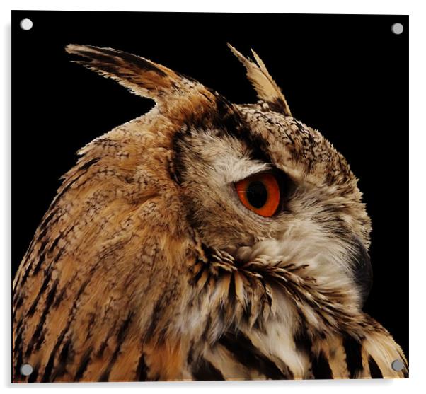 Proud Eagle Owl Acrylic by carol mcrae