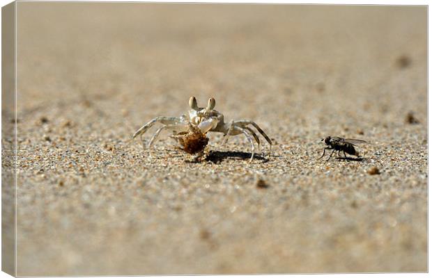 Meeting on the beach, crab and fly. Canvas Print by Michal Cerny
