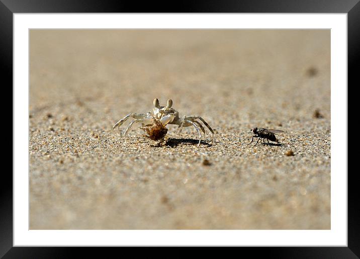 Meeting on the beach, crab and fly. Framed Mounted Print by Michal Cerny