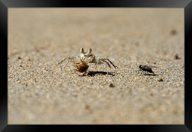 Meeting on the beach, crab and fly. Framed Print by Michal Cerny
