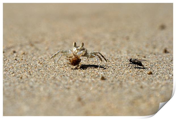Meeting on the beach, crab and fly. Print by Michal Cerny