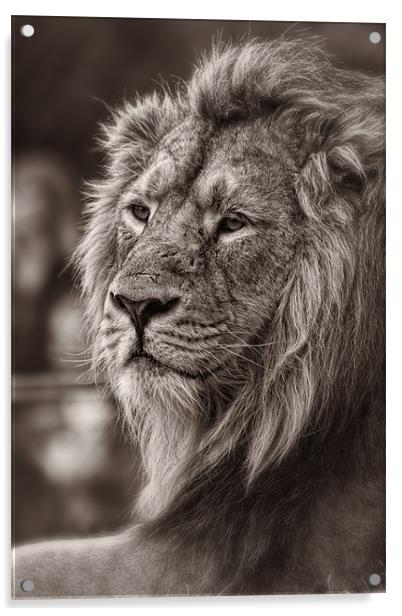 Asiatic Lion Acrylic by Celtic Origins