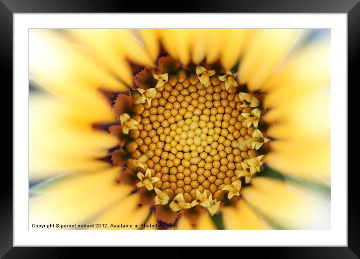 The yellow flower Framed Mounted Print by perriet richard
