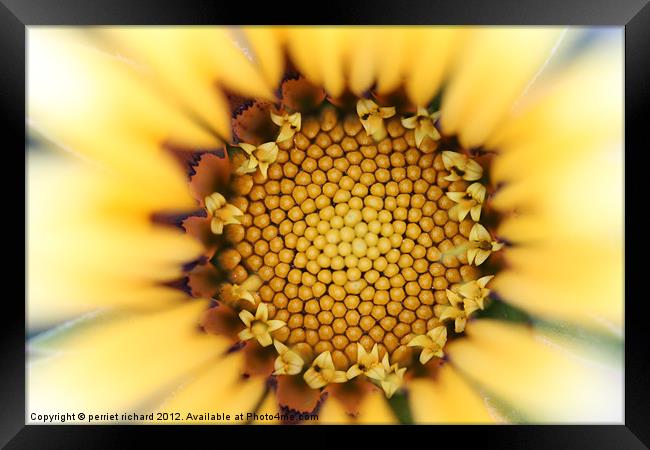 The yellow flower Framed Print by perriet richard