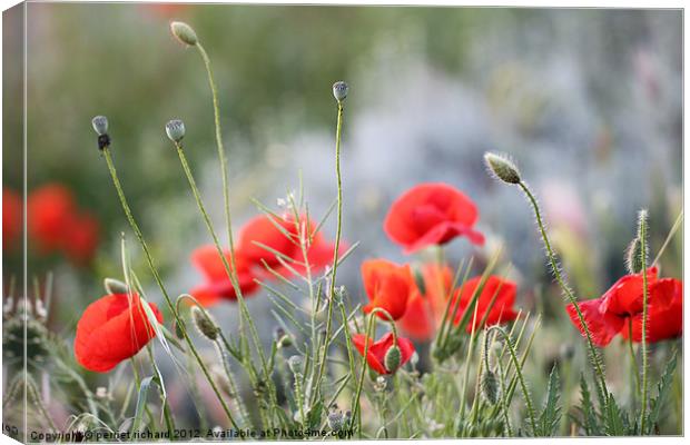 Coquelicot Canvas Print by perriet richard