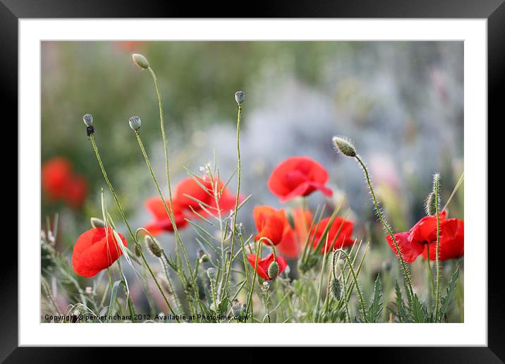 Coquelicot Framed Mounted Print by perriet richard