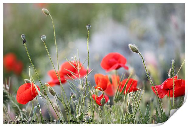 Coquelicot Print by perriet richard