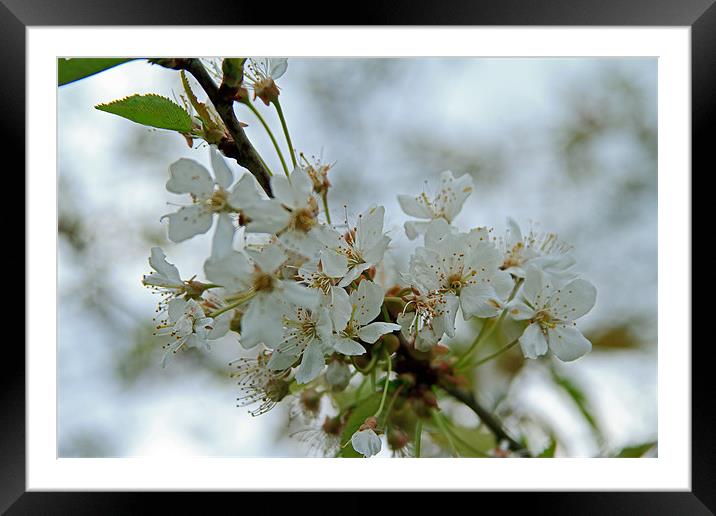 Blackthorn Blossom Framed Mounted Print by Bill Simpson