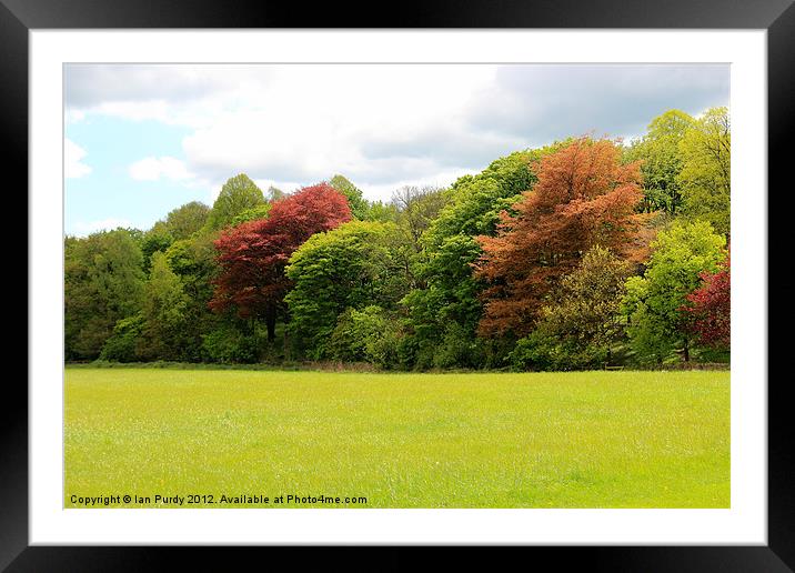 Trees in colour Framed Mounted Print by Ian Purdy