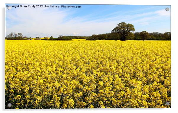 Rapeseed fields Acrylic by Ian Purdy