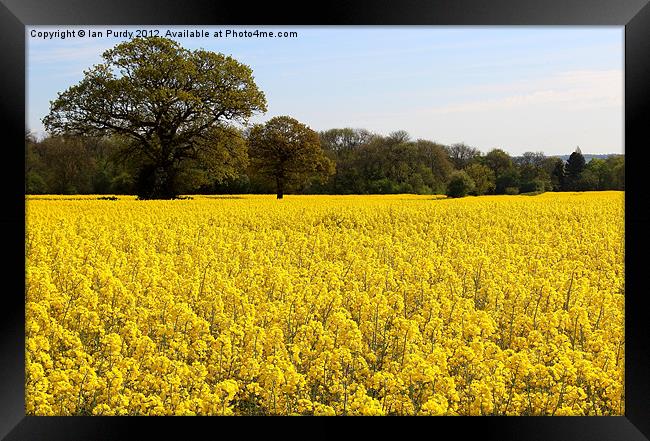 Rapeseed field Framed Print by Ian Purdy