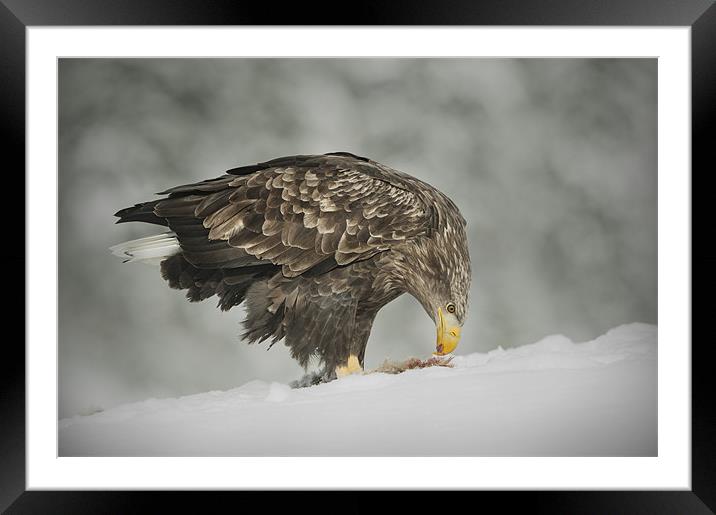 Chilled Dinner Framed Mounted Print by Natures' Canvas: Wall Art  & Prints by Andy Astbury