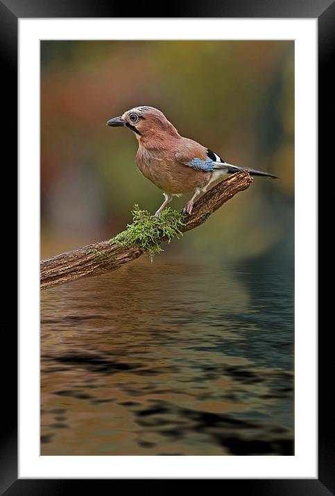 Jay (Garrulus glandarius) Framed Mounted Print by Peter Oak