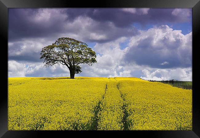 Tree in a field 1 Framed Print by kevin wise