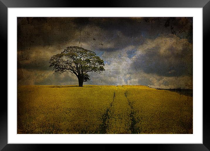 Tree in a field 2 Framed Mounted Print by kevin wise