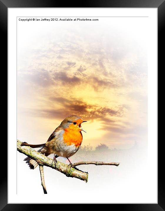 Robin At Sunset Framed Mounted Print by Ian Jeffrey