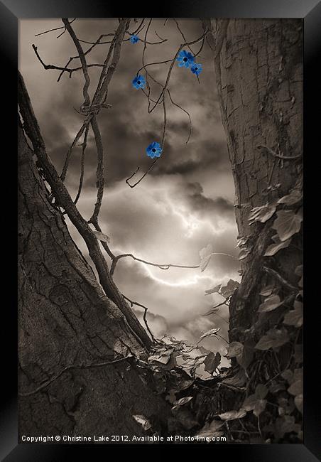 Midnight Magic Framed Print by Christine Lake