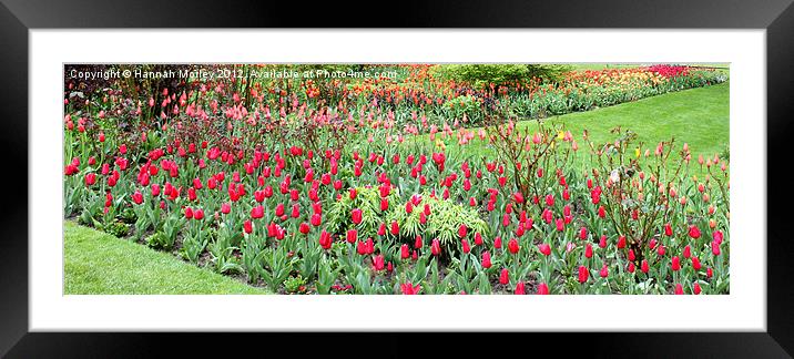 Garden of Tulips Framed Mounted Print by Hannah Morley