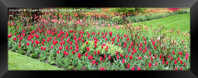 Garden of Tulips Framed Print by Hannah Morley