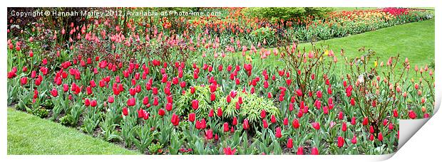 Garden of Tulips Print by Hannah Morley