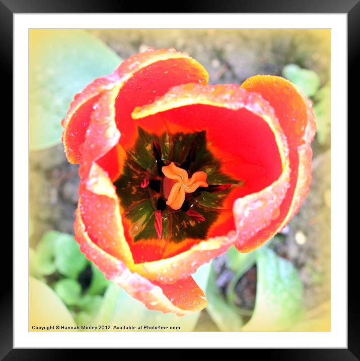 Tulip Stamen Framed Mounted Print by Hannah Morley
