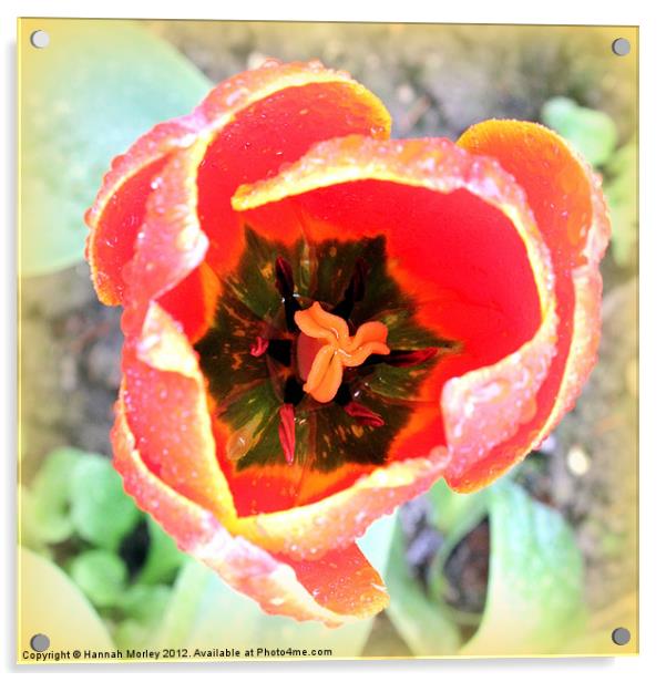 Tulip Stamen Acrylic by Hannah Morley