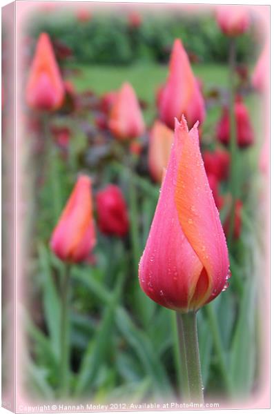 Pink & Orange Tulip Canvas Print by Hannah Morley