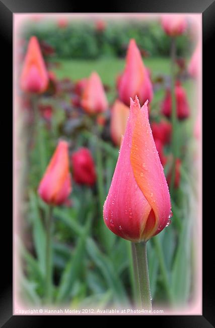 Pink & Orange Tulip Framed Print by Hannah Morley