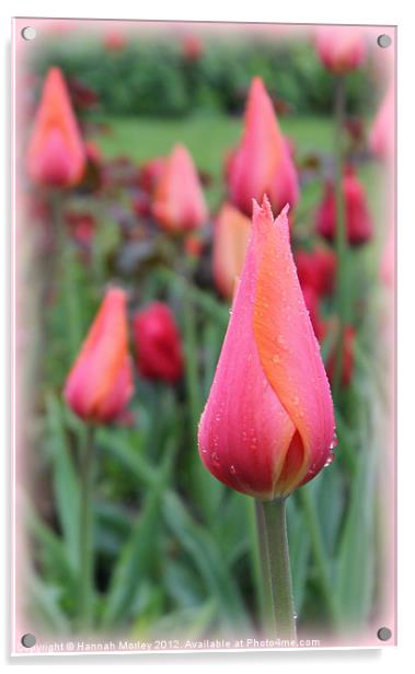 Pink & Orange Tulip Acrylic by Hannah Morley