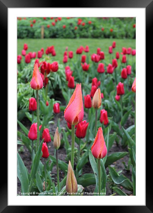 Tulip Flowerbed Framed Mounted Print by Hannah Morley