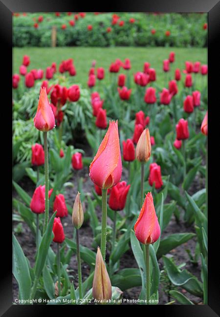 Tulip Flowerbed Framed Print by Hannah Morley