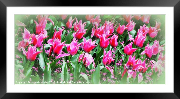 Hot PinkTulips Framed Mounted Print by Hannah Morley