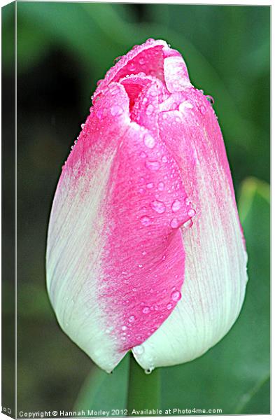 Pink & White Tulip Canvas Print by Hannah Morley