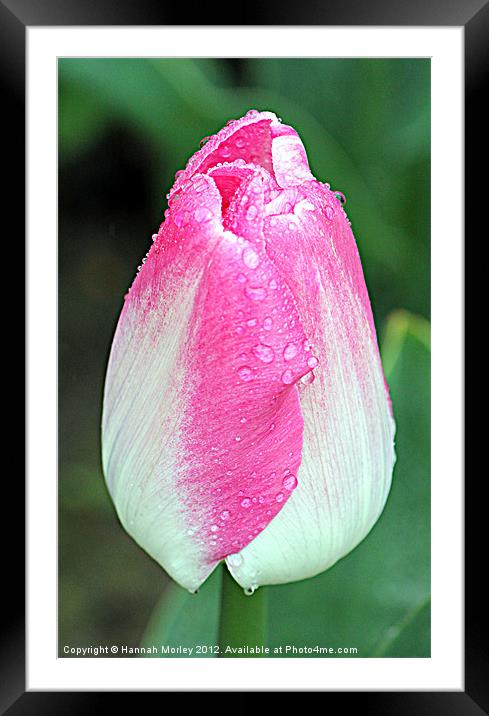 Pink & White Tulip Framed Mounted Print by Hannah Morley