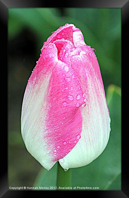 Pink & White Tulip Framed Print by Hannah Morley