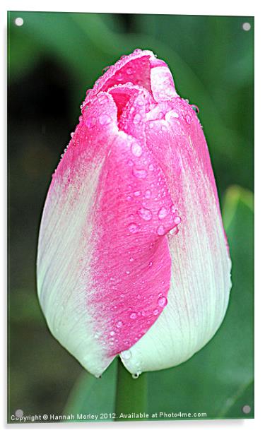 Pink & White Tulip Acrylic by Hannah Morley