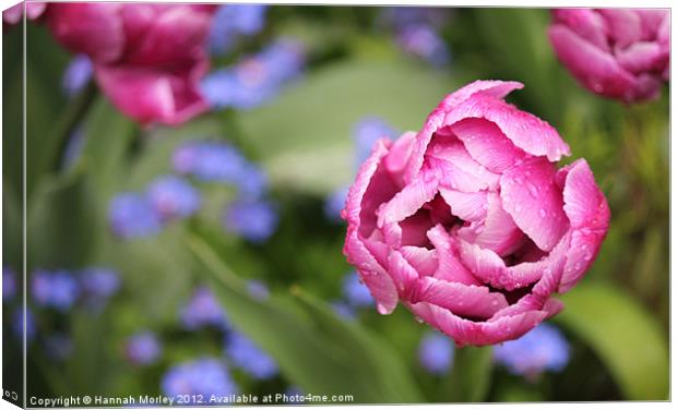 Pink Tulip Canvas Print by Hannah Morley