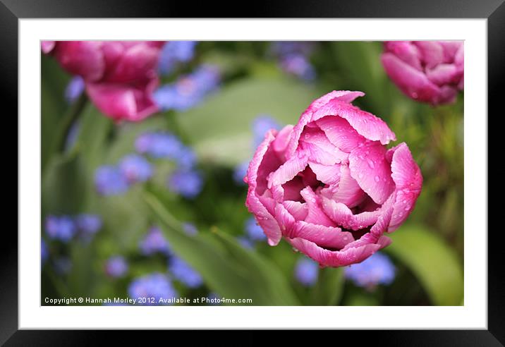 Pink Tulip Framed Mounted Print by Hannah Morley
