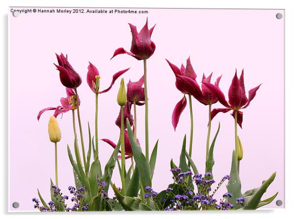 Magenta & Yellow Tulips Acrylic by Hannah Morley