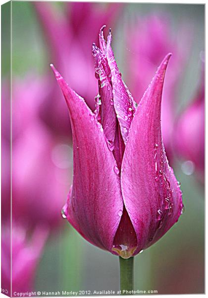 Pink Tulip Canvas Print by Hannah Morley