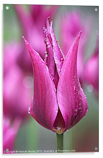 Pink Tulip Acrylic by Hannah Morley