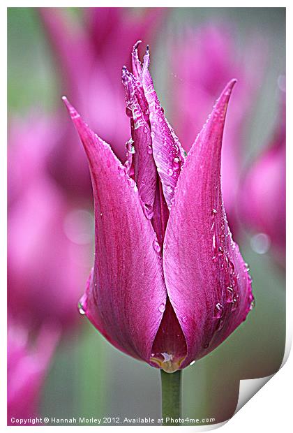 Pink Tulip Print by Hannah Morley