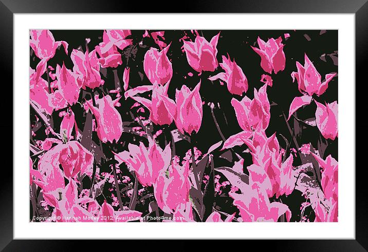 Hot Pink Tulips Framed Mounted Print by Hannah Morley