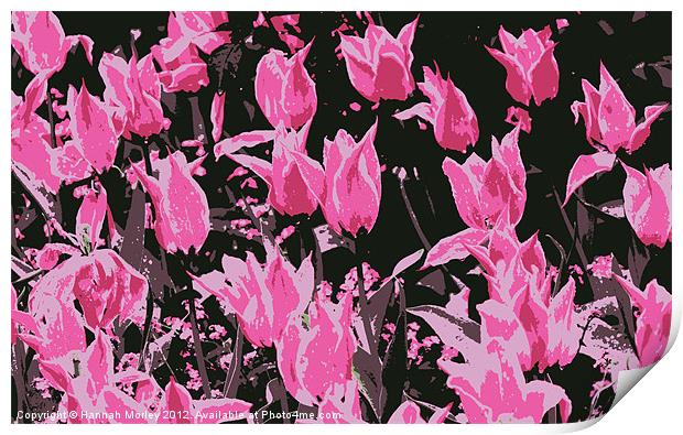 Hot Pink Tulips Print by Hannah Morley
